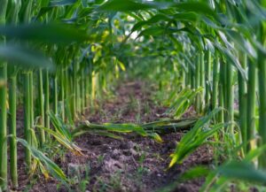 Manejo, rendimiento productivo y calidad del maíz forrajero