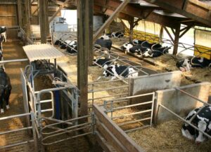 Operarios y vacas en un sistema de ordeño automático