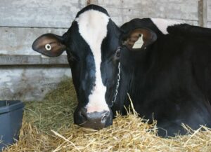 Evaluation of various dry-off strategies on dairy cows