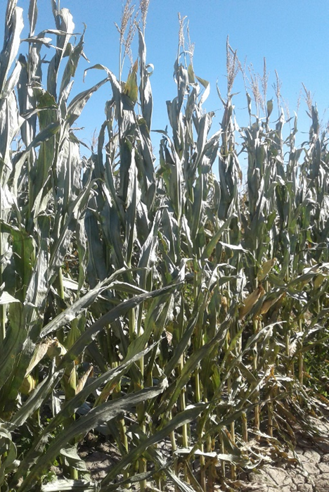 Daño producido por heladas en el maíz para ensilado