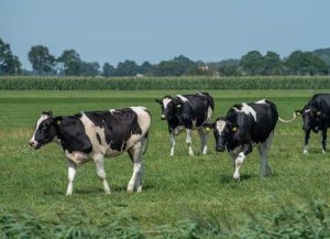 Playful behavior of heifers can be measured with accelerometers