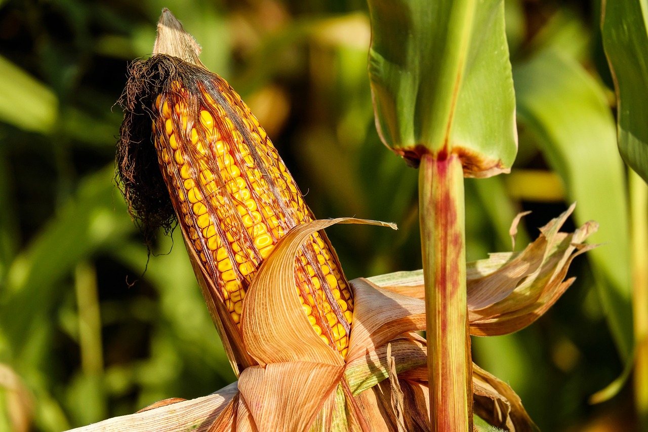 Energy content of U.S. corn