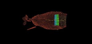 Automated Lameness Detection