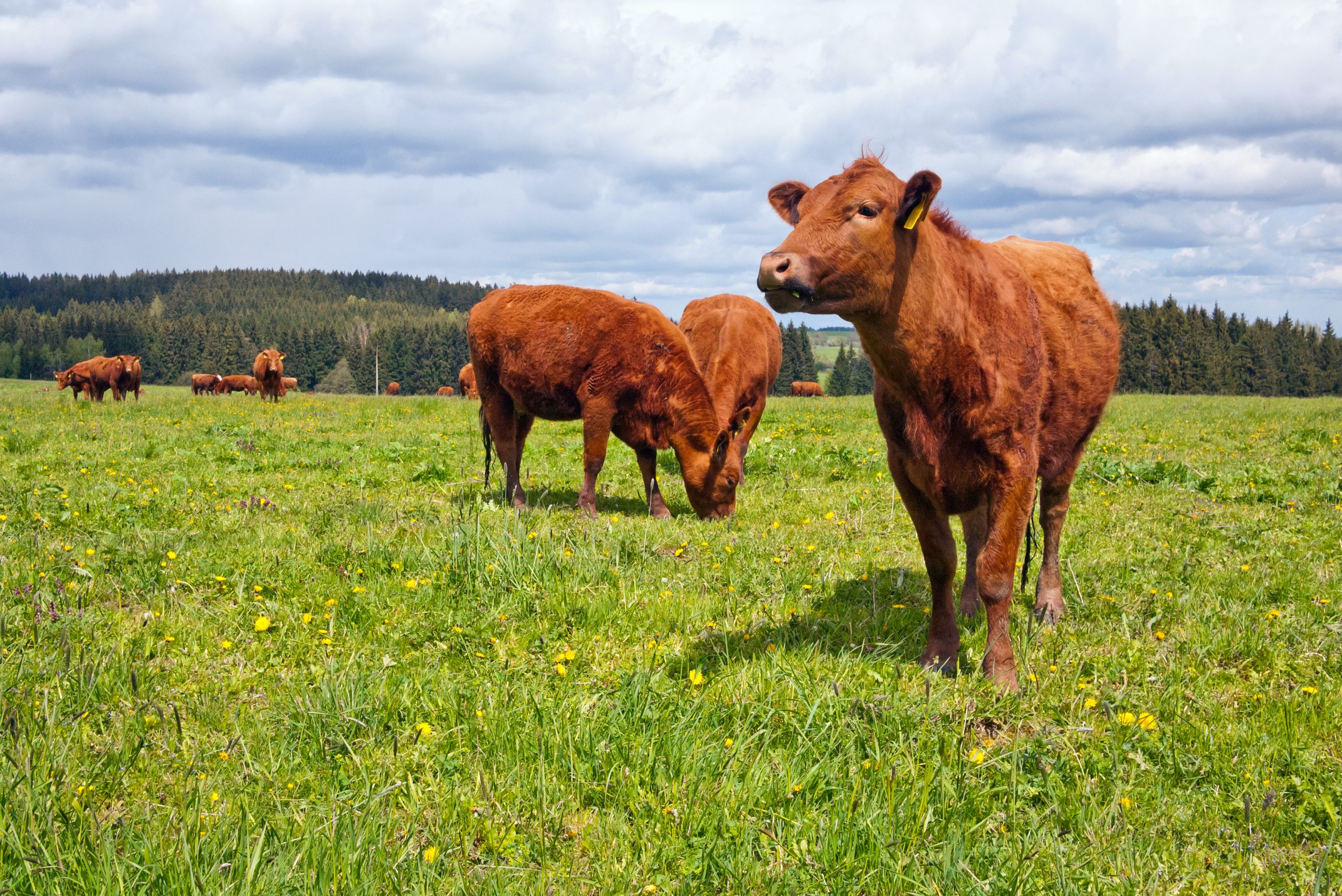 heifers weight peso novillas