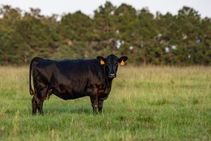 beef tecnología