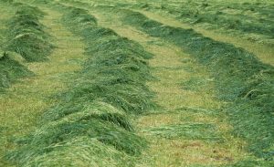 silage