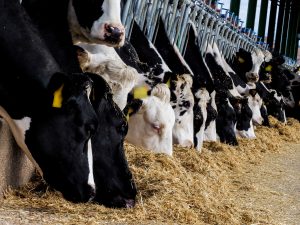 rumen function periodo de transición