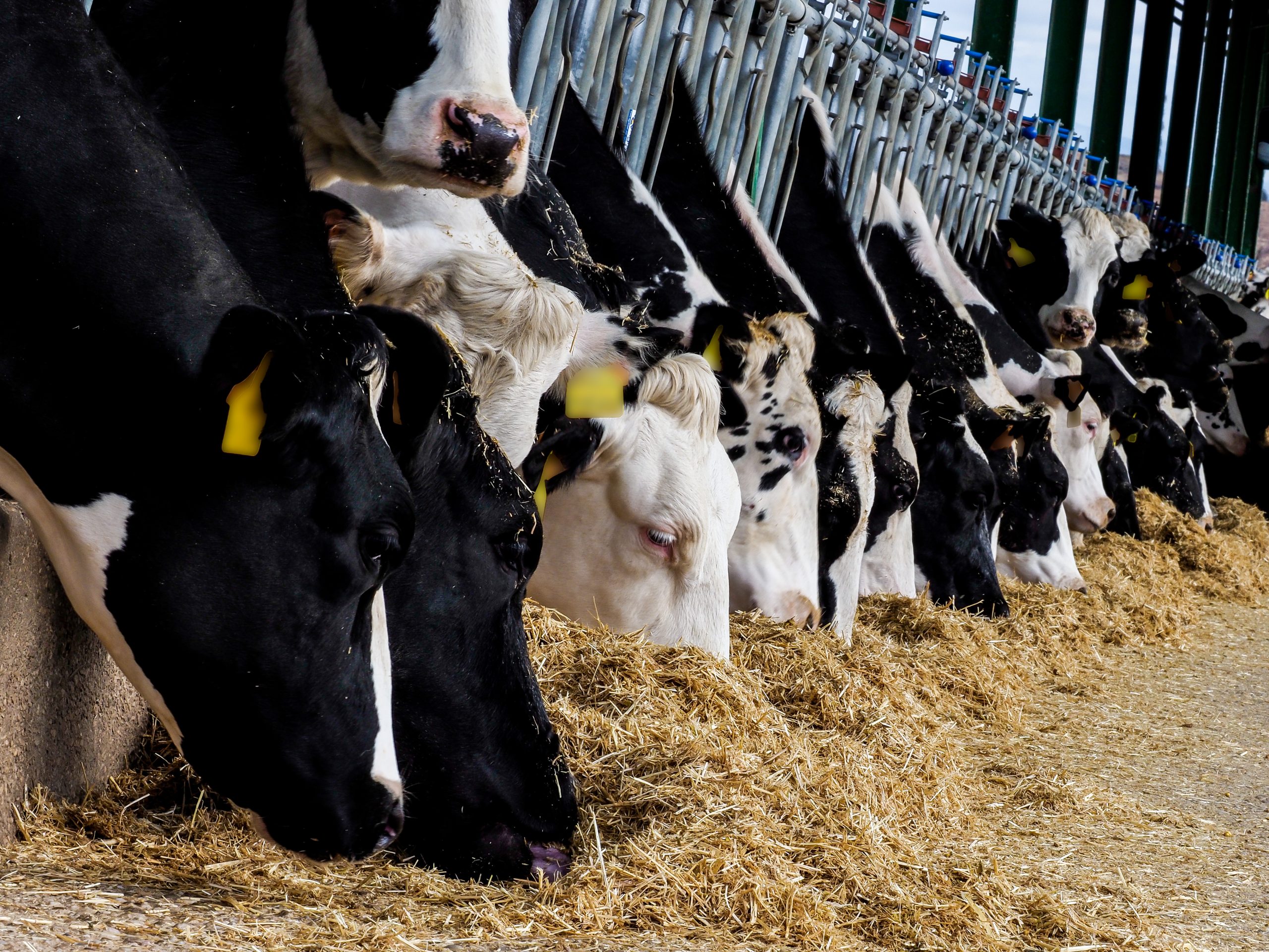 rumen function