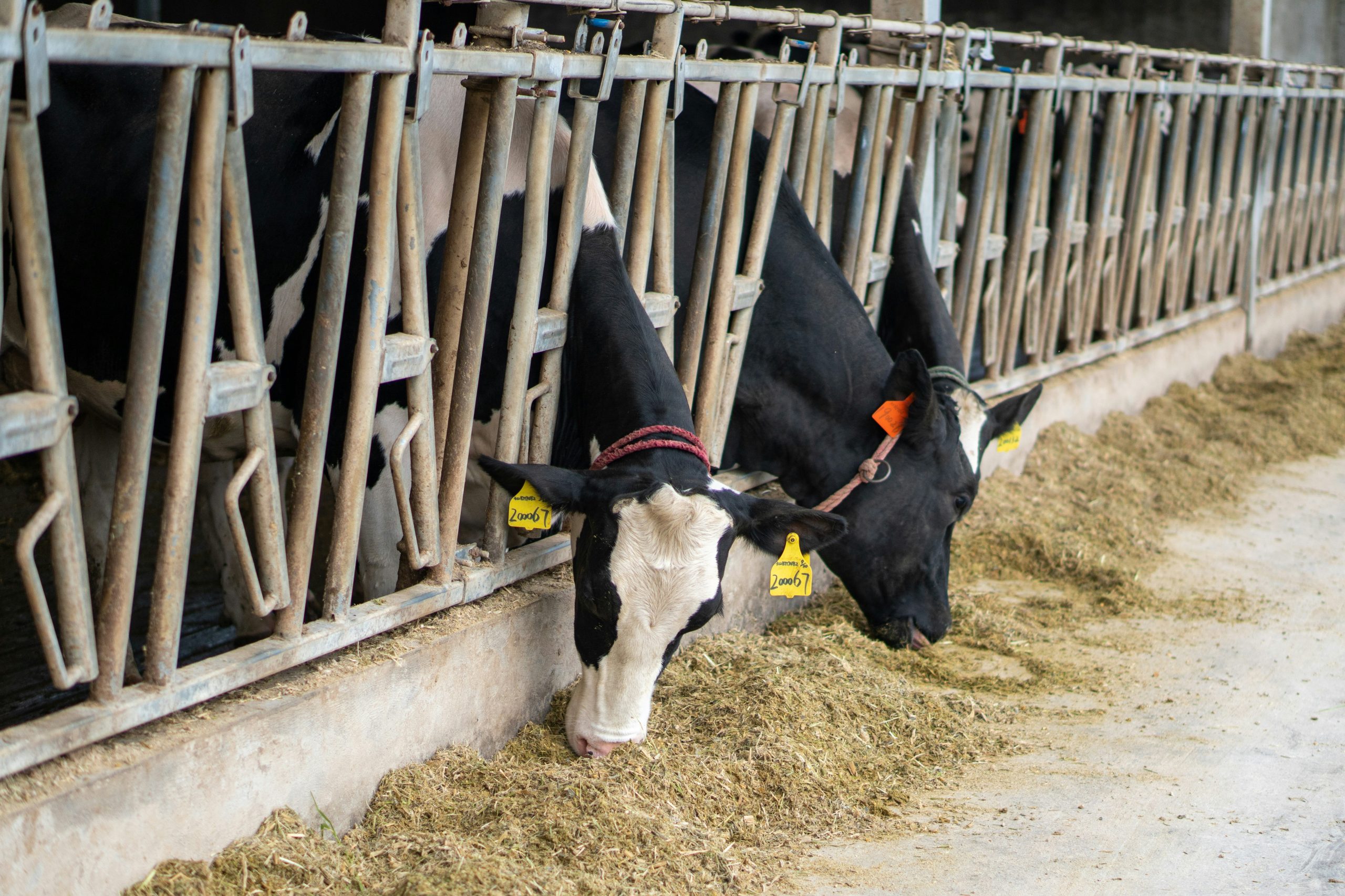 bypass proteína del rumen