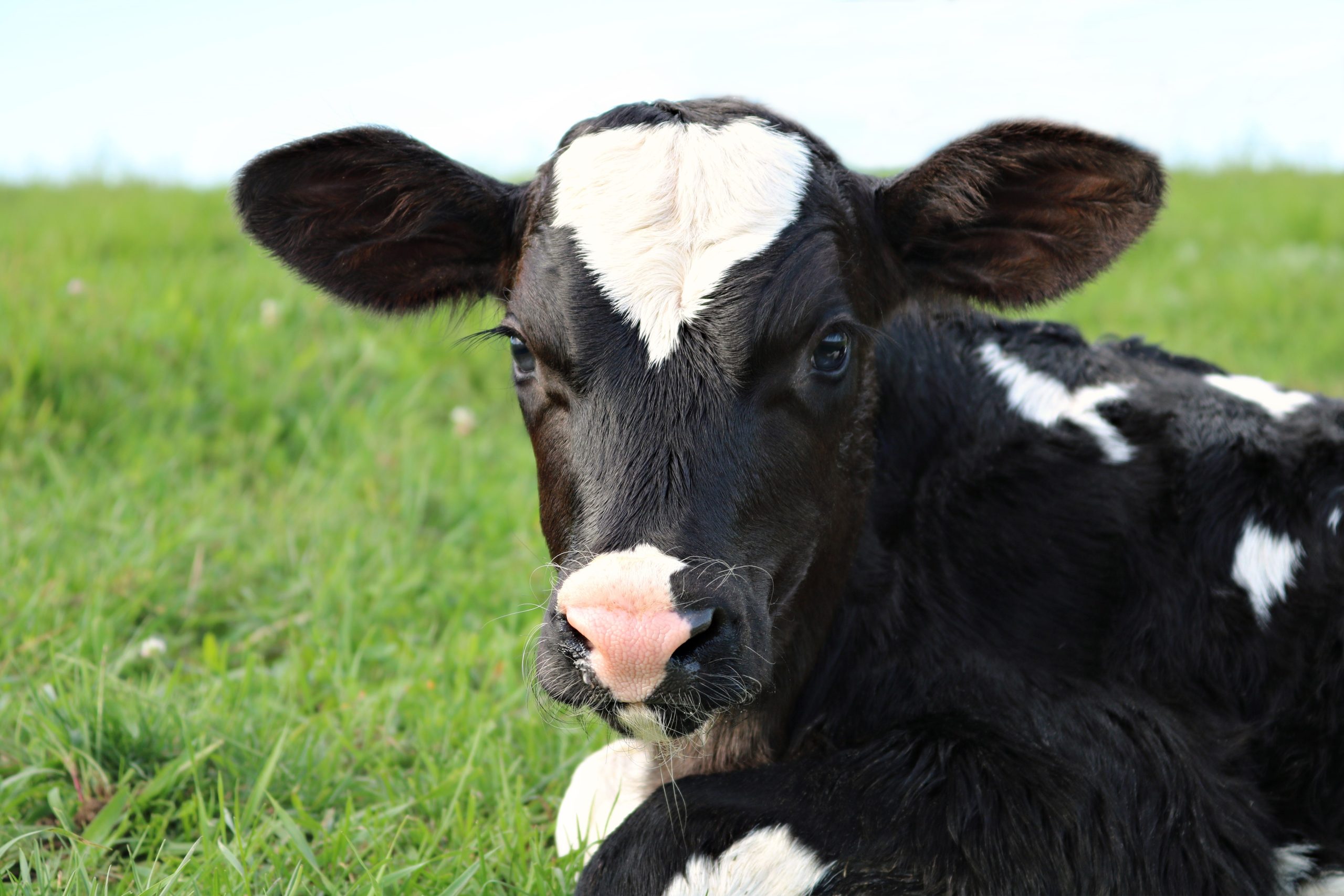 calf terneras