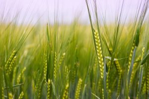 small-grain