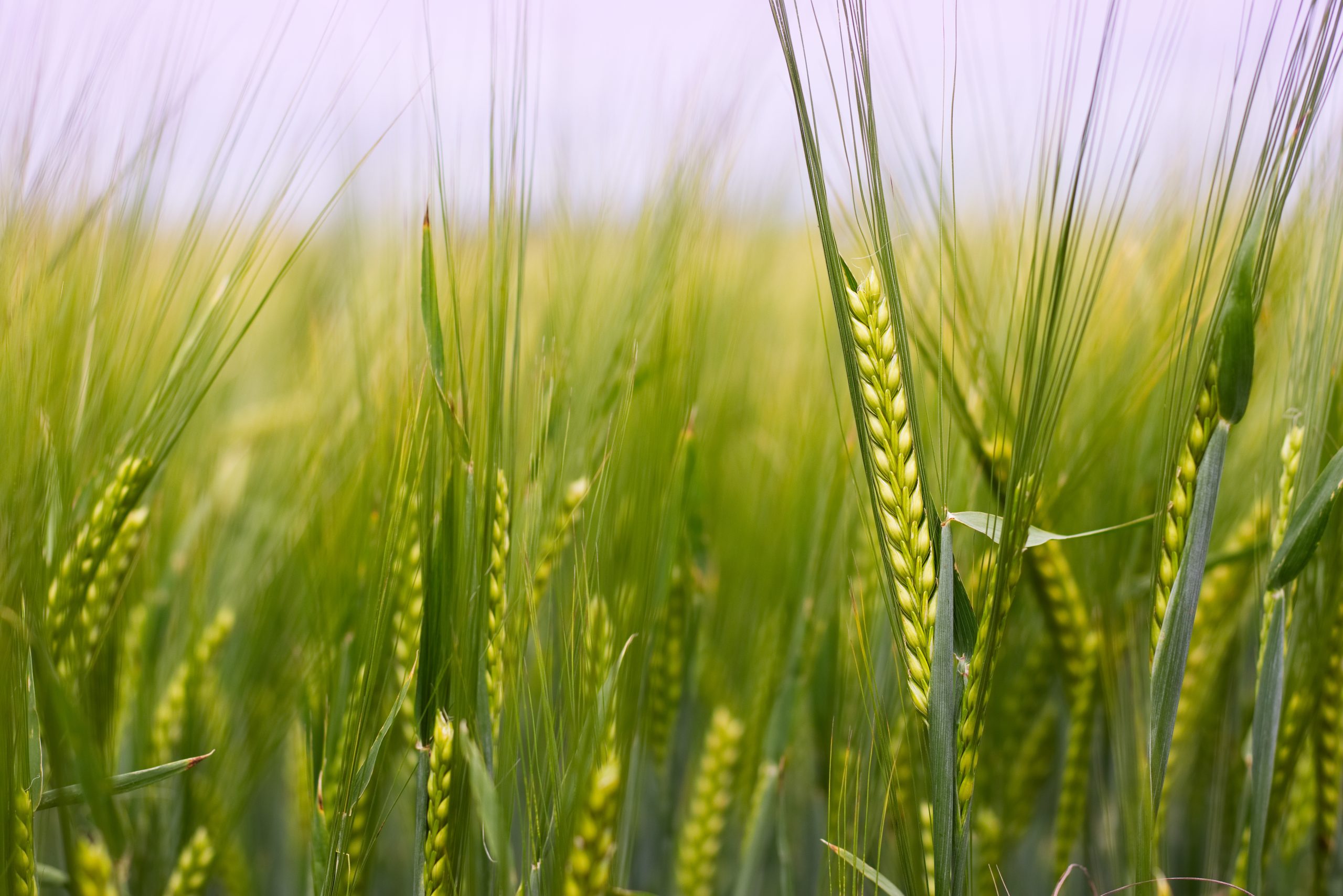 small-grain