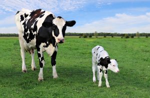 dry period periodo de secado