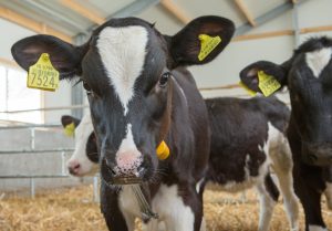 calves terneras