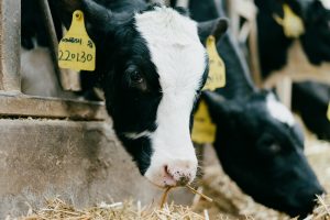 weaning