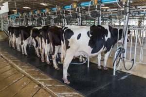 milking