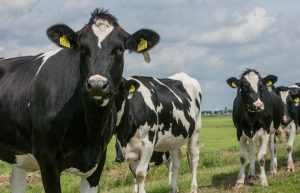 Heifers