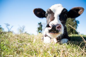Bessie