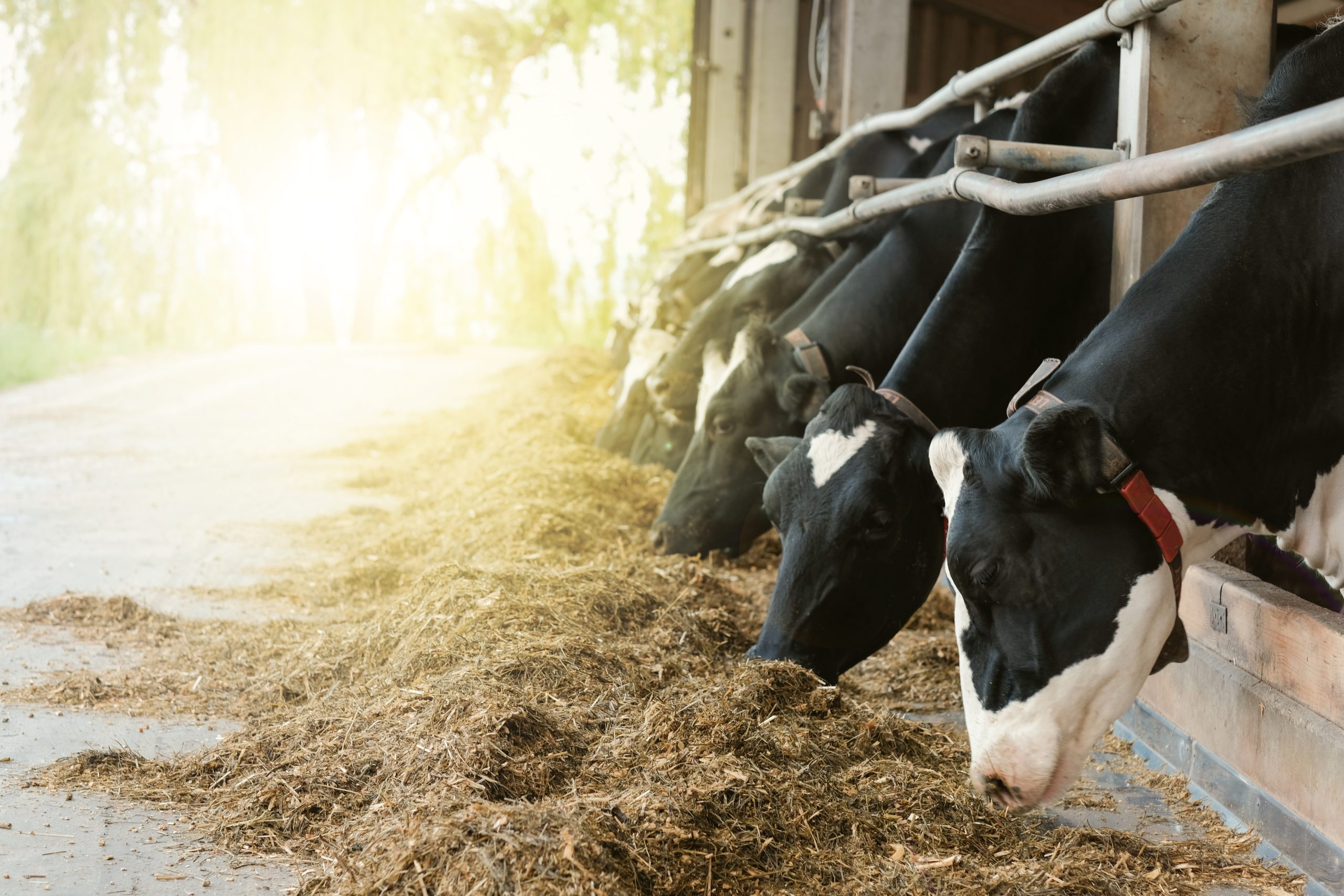 rumen-protected amino acids aminoácidos protegidos contra el rumen