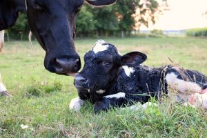 passive transfer immunity