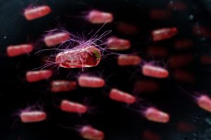 Salmonella
