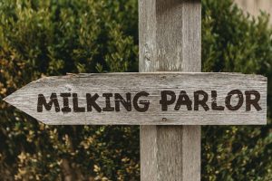 Once-a-day milking