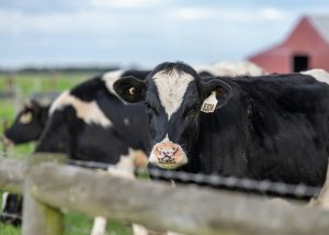 dairy