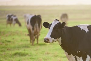 cows