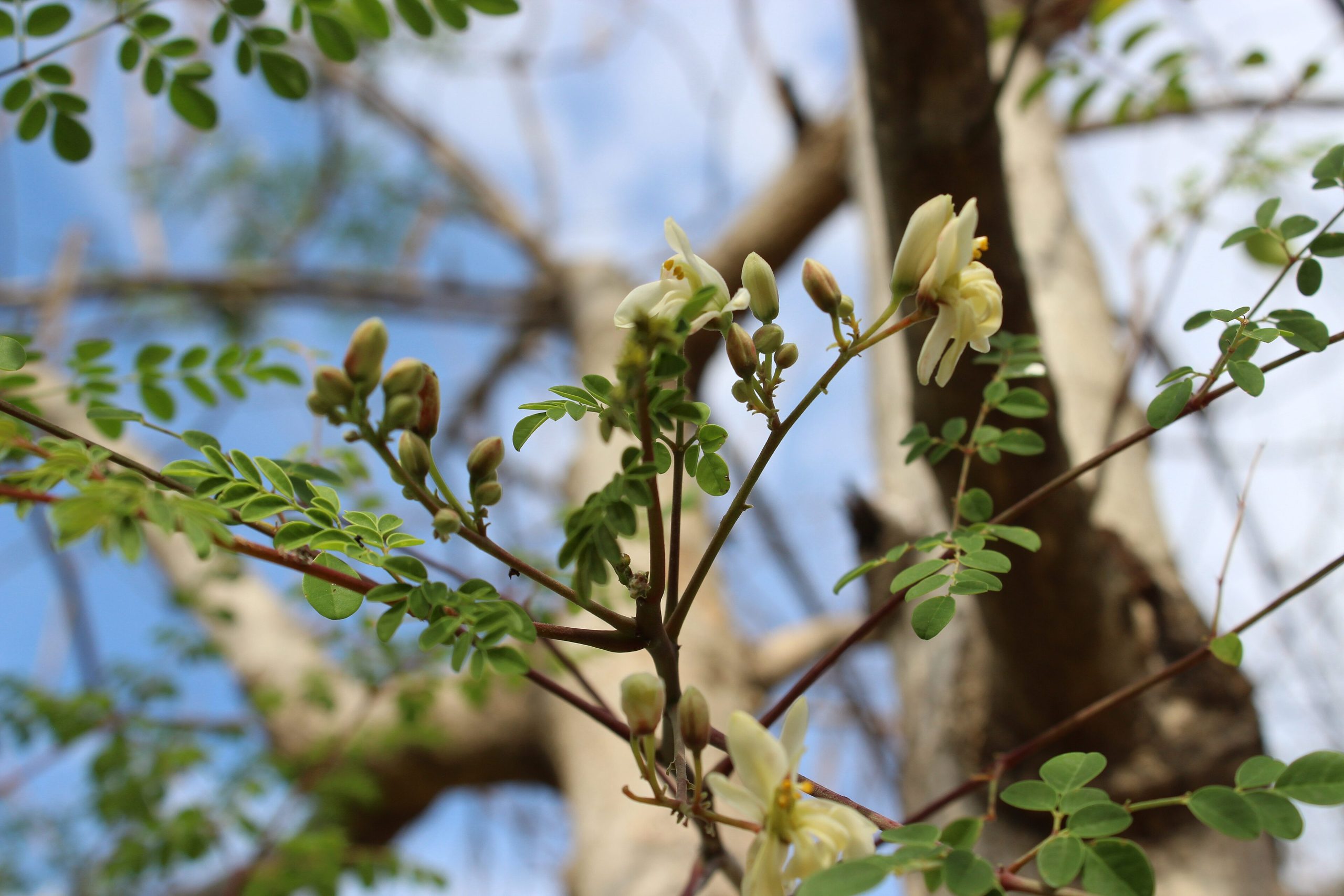 Moringa