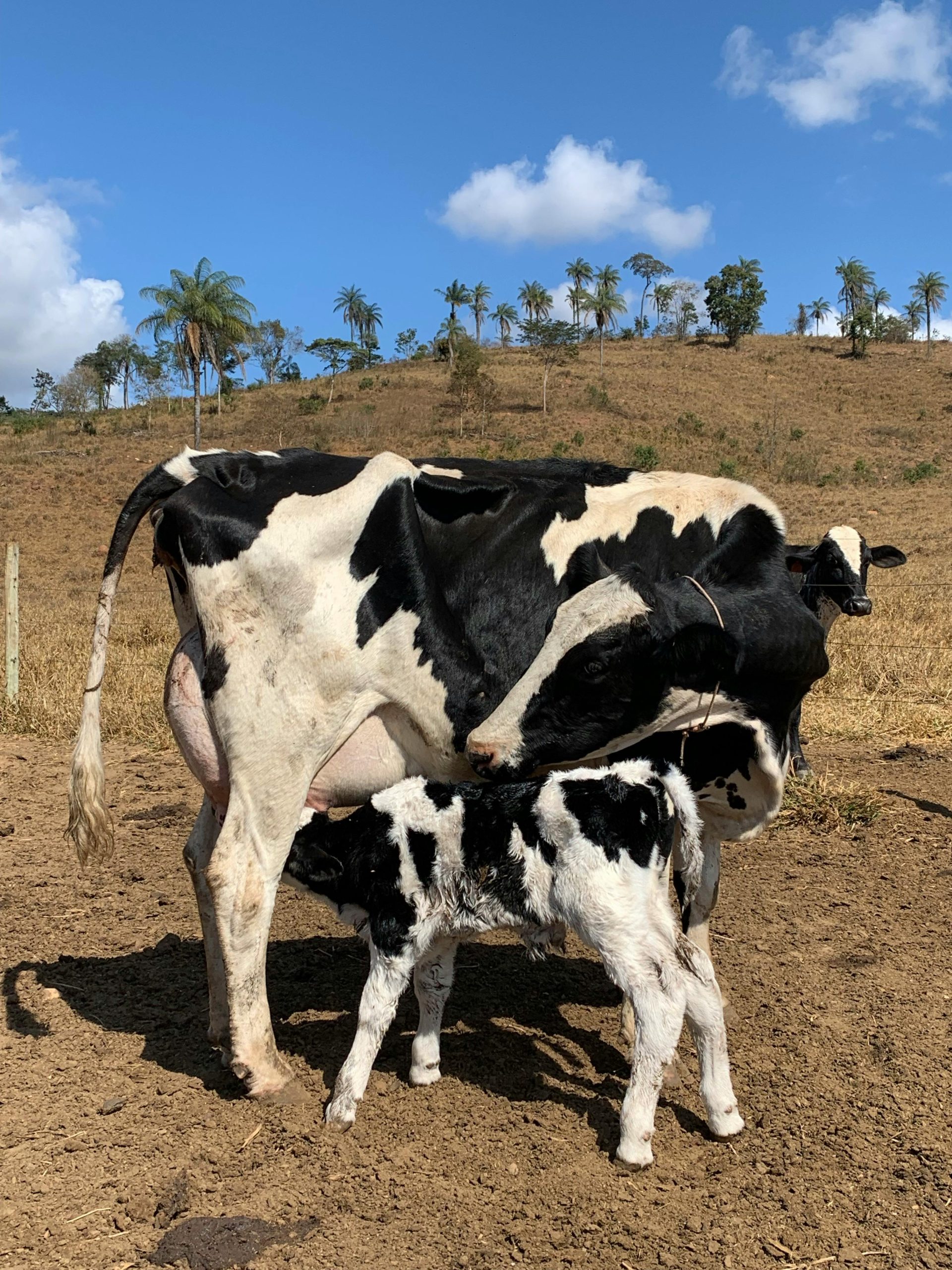 Cow–calf contact