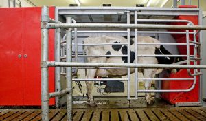 robotic milking