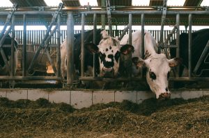 Beef-on-dairy
