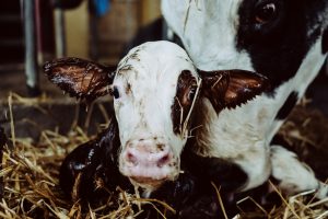 Maternal ketone