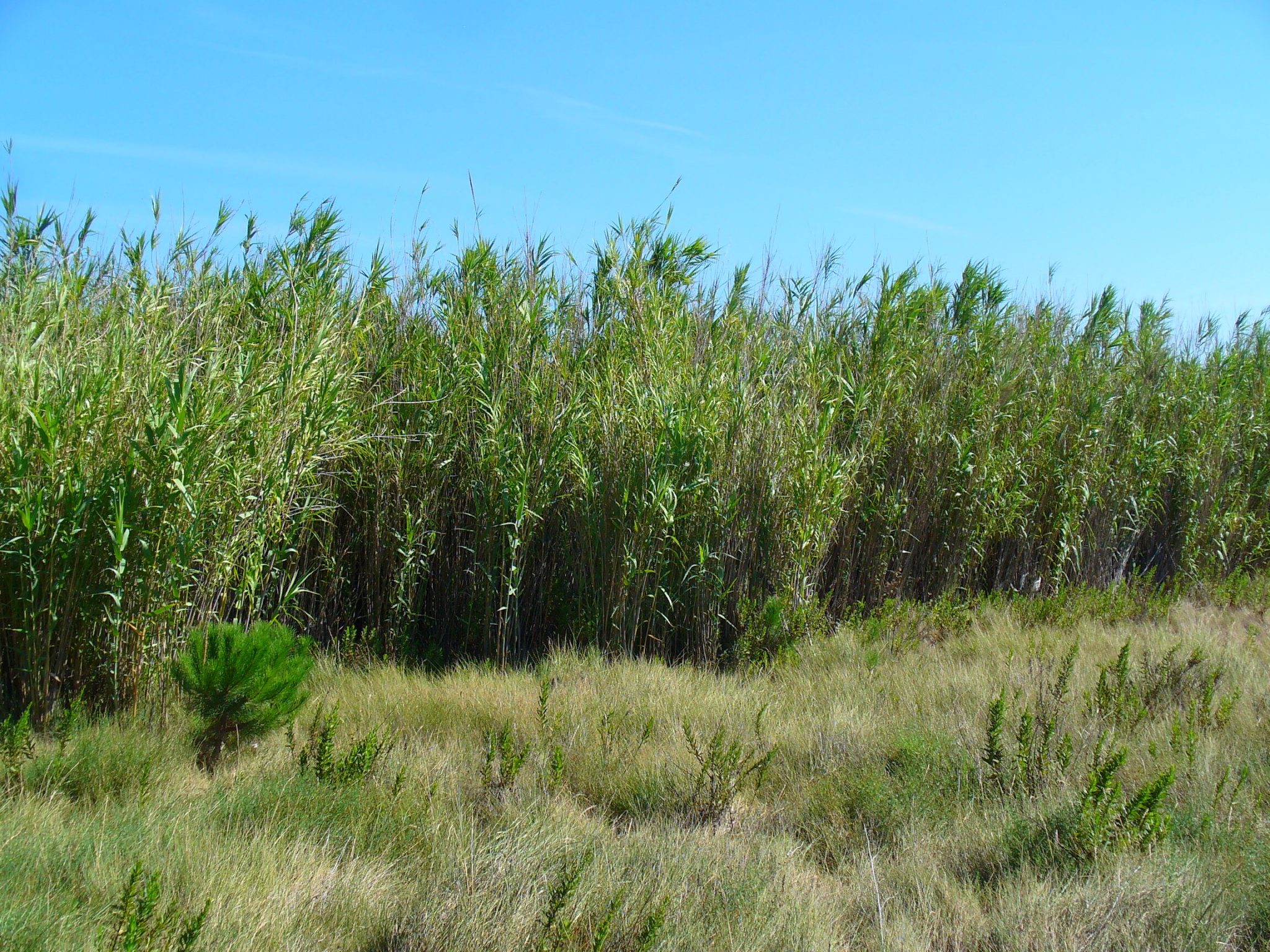 reed