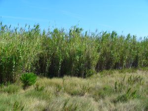 reed