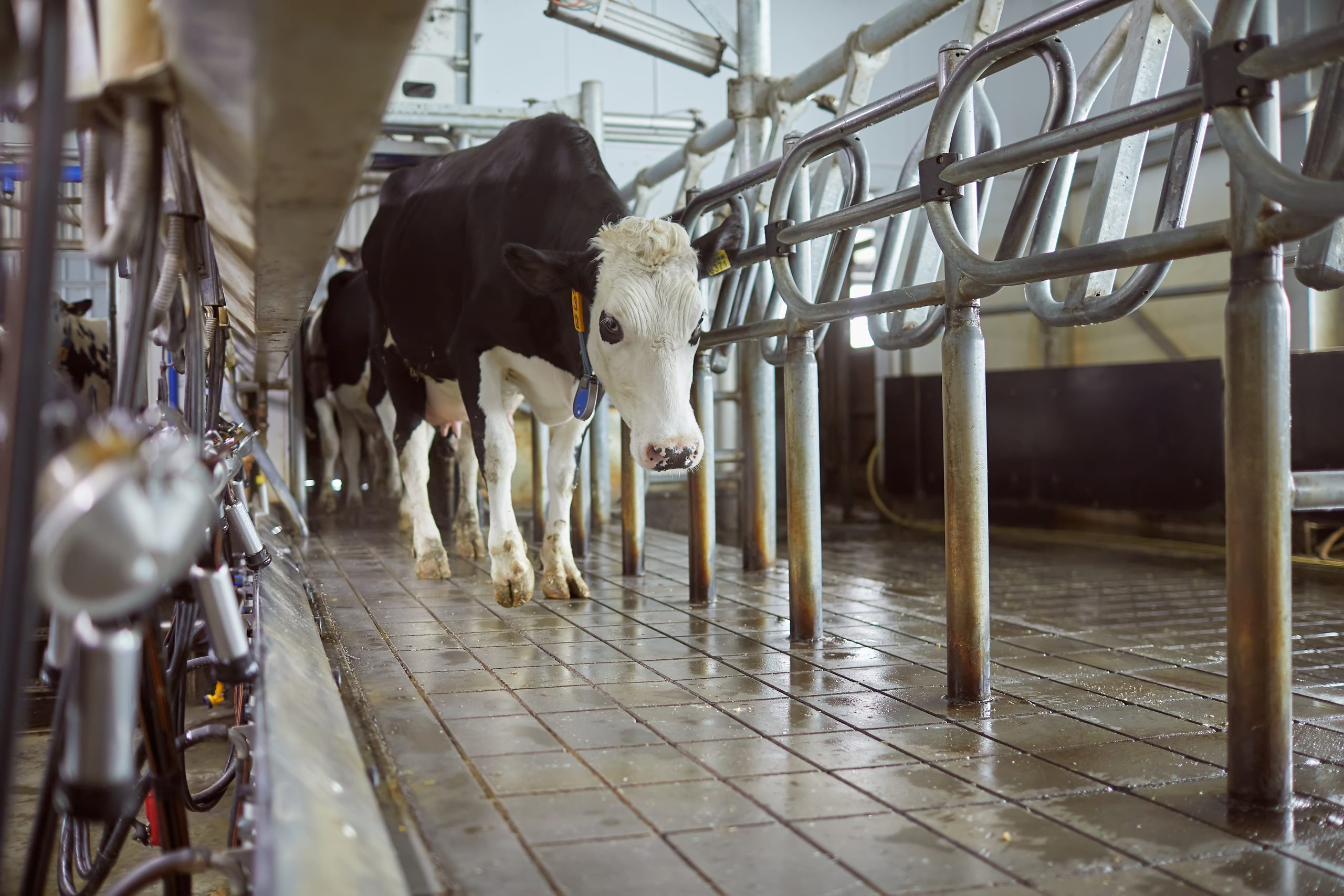 Footbath