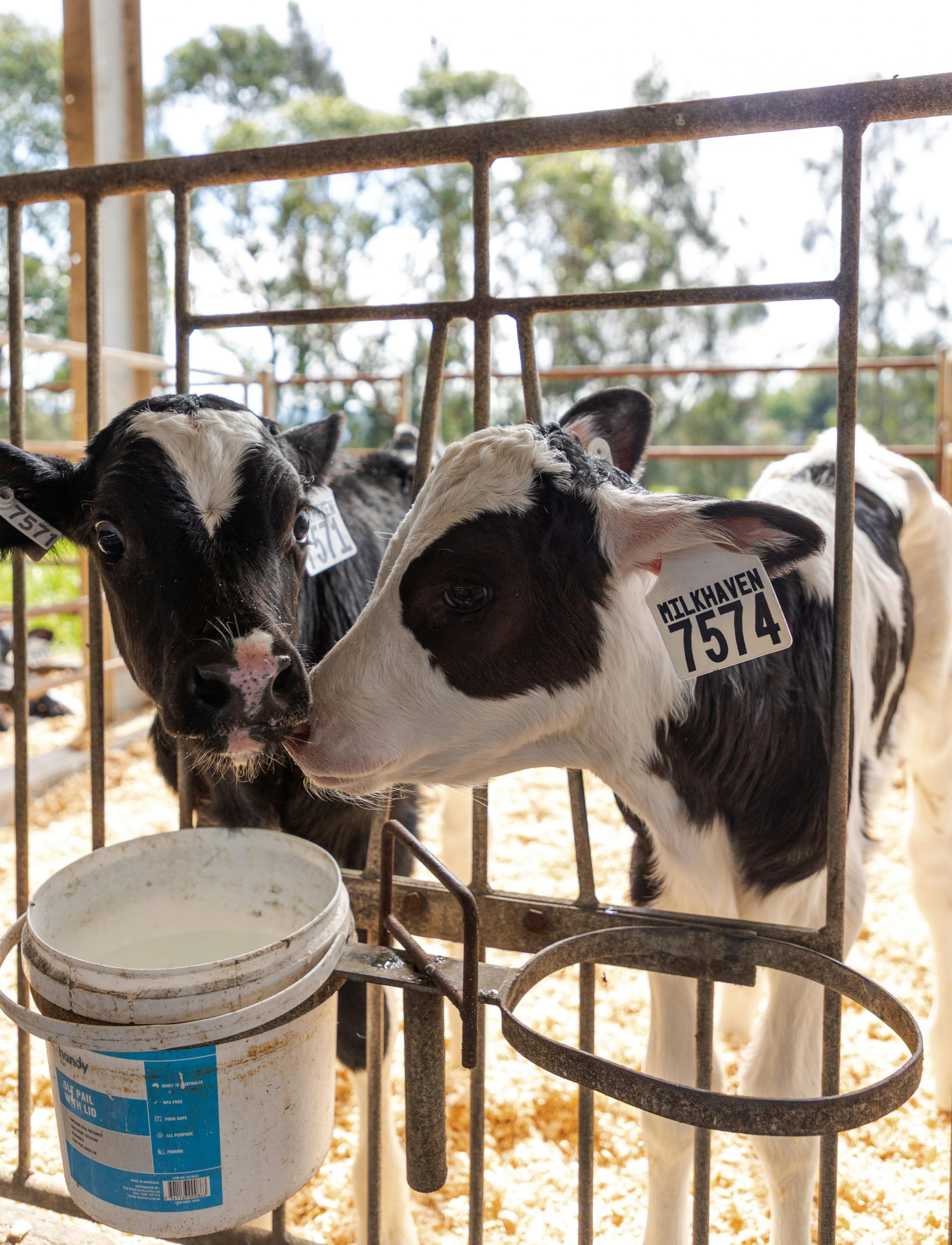 weaning