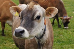 Jersey cows have different ruminal microbiome