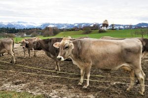 Efecto del tamaño del patio exterior en el bienestar de las vacas