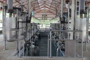 Automatic cluster removal systems and milking performance