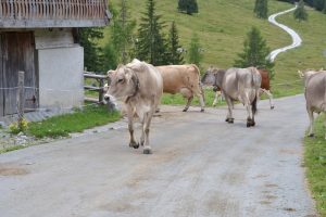 Differences between cow walking or transport by truck