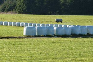 Strategy to harvest silage of regrown Timothy grass