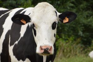 Estado serológico frente al virus de la leucemia bovina