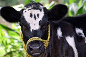 Leucosis bovina en calostro por secado de atomización