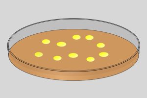 Control and prevention of mastitis in heifers by drying therapy