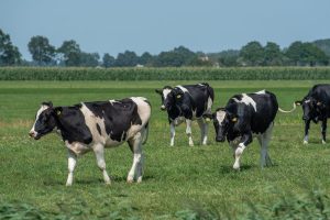 Playful behavior of heifers can be measured with accelerometers