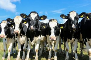 Risk factors in acute outbreaks of respiratory disease in calves
