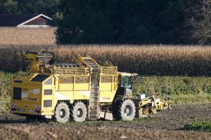 La pulpa de remolacha aumenta la producción de grasa láctea