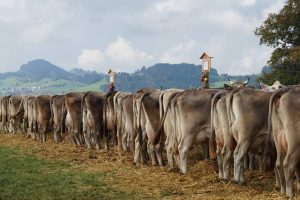 Wheat dried distillers’ grains with solubles in dairy cows diets