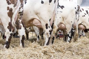 Udder health in dairy cows